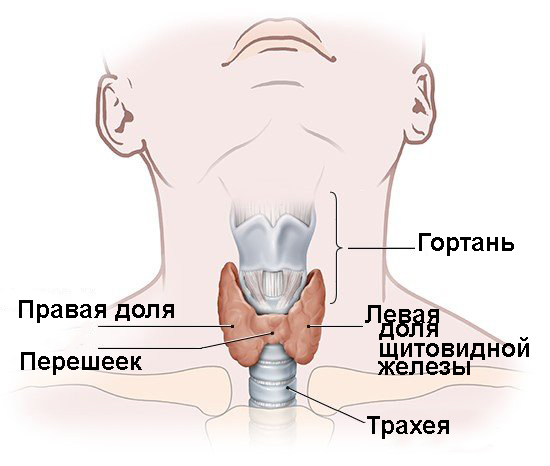 thyroid3.jpg