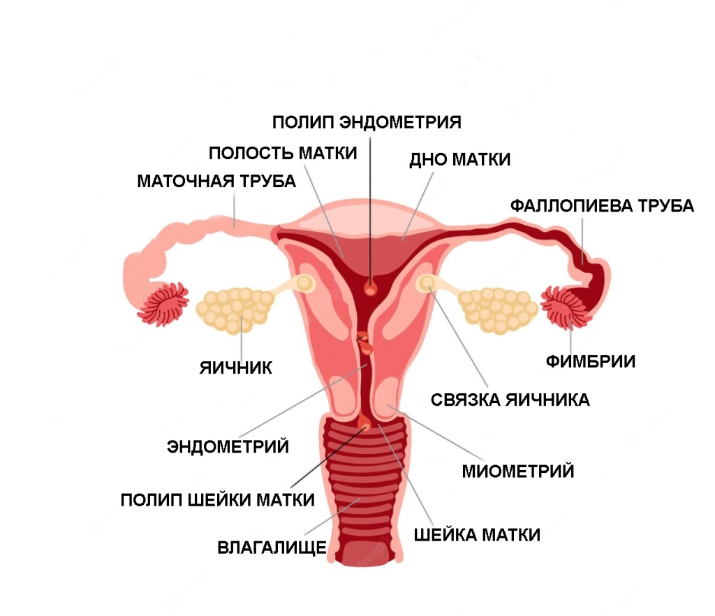 uterus77.jpg