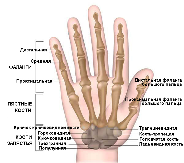 Вывих пальца на руке: причины, симптомы, методы лечения и реабилитации