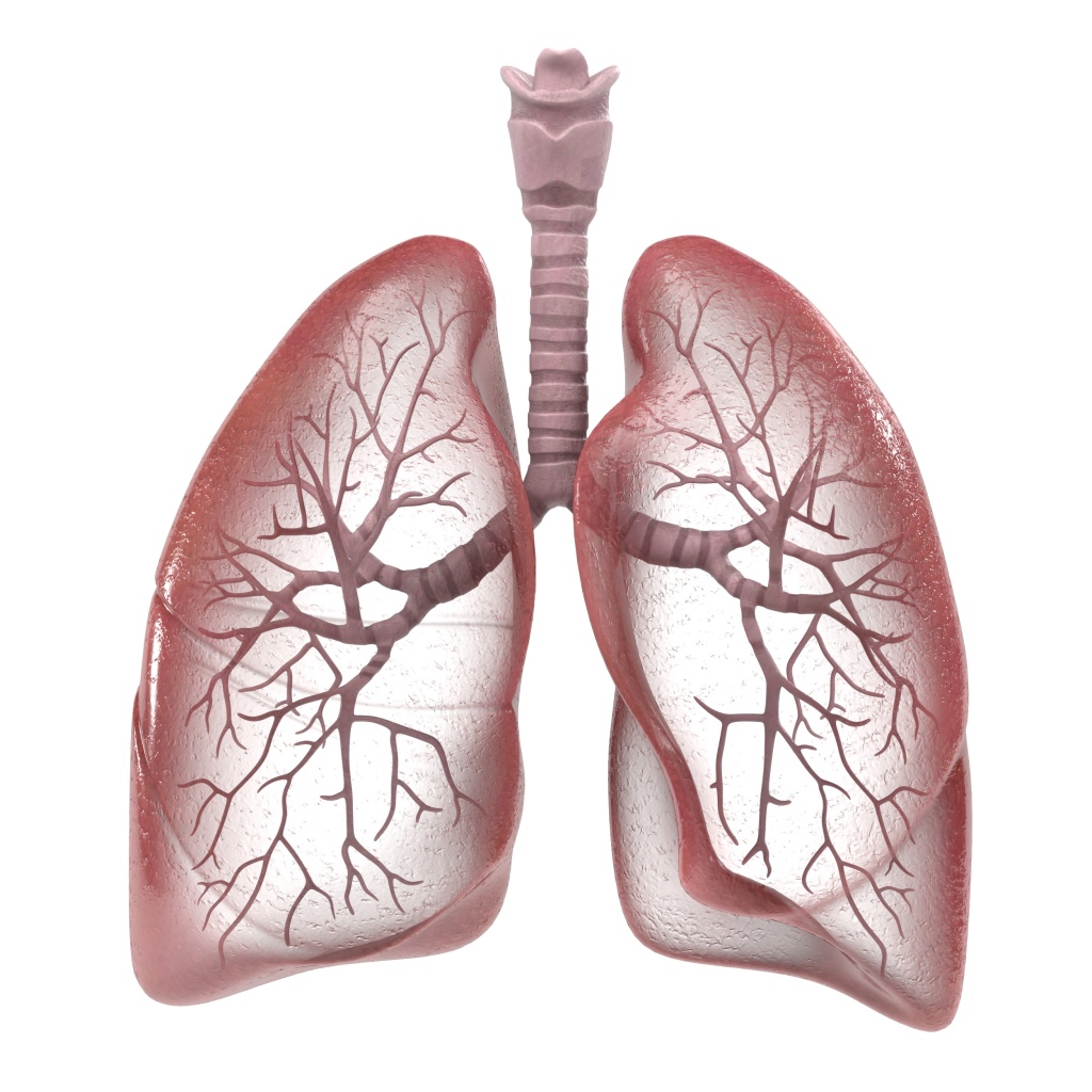 lungs1.jpg